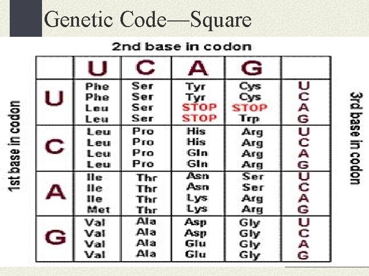 Genetic Code—Square 