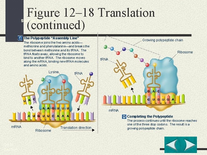 Figure 12– 18 Translation (continued) Section 12 -3 The Polypeptide “Assembly Line” The ribosome