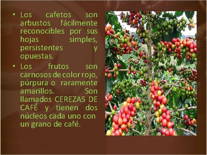  • Los cafetos son arbustos fácilmente reconocibles por sus hojas simples, persistentes y