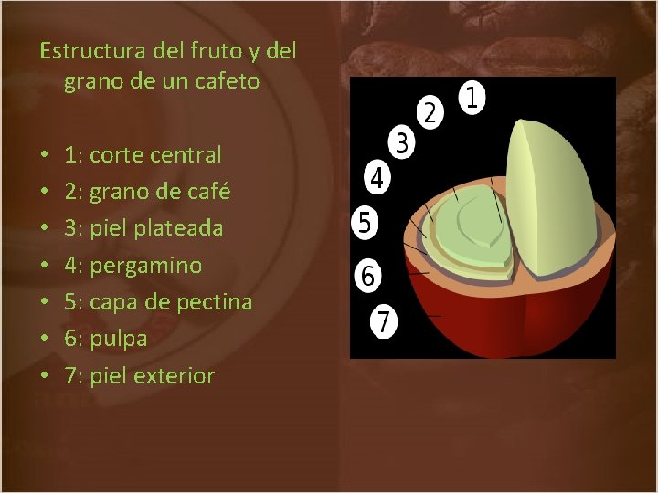 Estructura del fruto y del grano de un cafeto • • 1: corte central