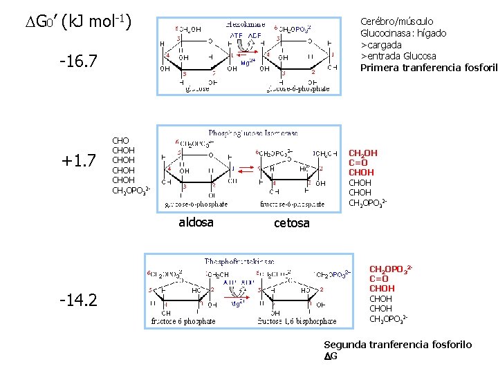 DG 0’ (k. J mol-1) Cerébro/músculo Glucocinasa: hígado >cargada >entrada Glucosa Primera tranferencia fosforil