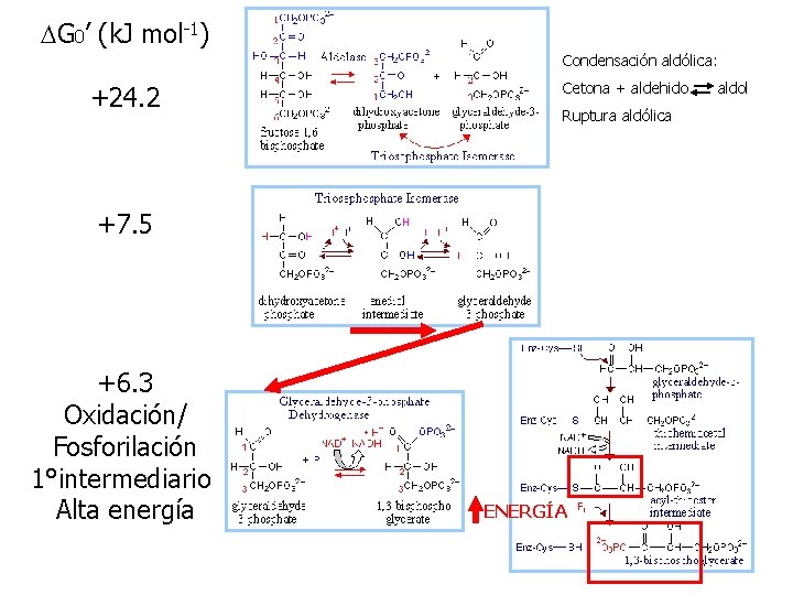 DG 0’ (k. J mol-1) Condensación aldólica: +24. 2 Cetona + aldehido Ruptura aldólica