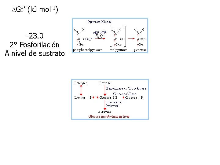 DG 0’ (k. J mol-1) -23. 0 2° Fosforilación A nivel de sustrato 