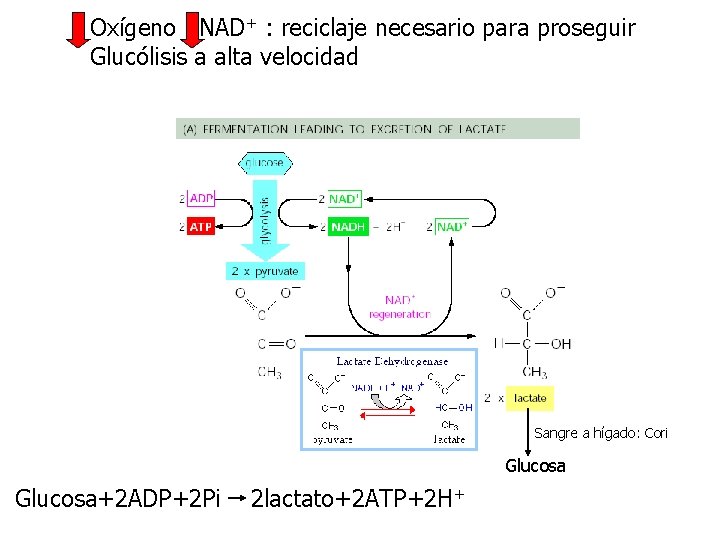 Oxígeno NAD+ : reciclaje necesario para proseguir Glucólisis a alta velocidad Sangre a hígado: