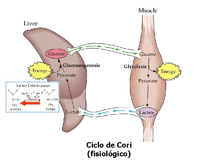 Ciclo de Cori (fisiológico) 