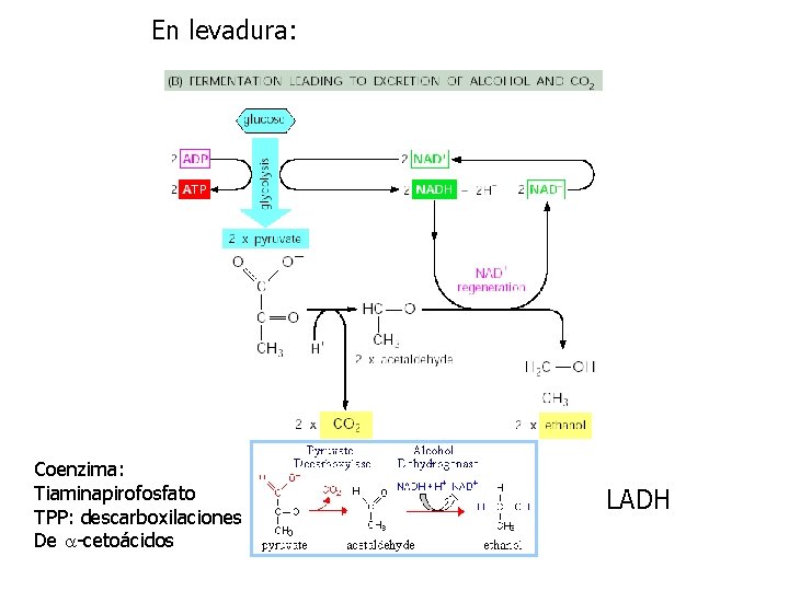 En levadura: Coenzima: Tiaminapirofosfato TPP: descarboxilaciones De a-cetoácidos LADH 
