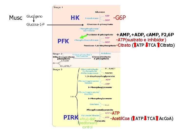 Musc HK Glucógeno -G 6 P Glucosa-1 -P +AMP, +ADP, c. AMP, F 2,