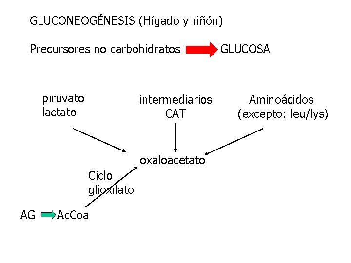 GLUCONEOGÉNESIS (Hígado y riñón) Precursores no carbohidratos piruvato lactato intermediarios CAT oxaloacetato Ciclo glioxilato