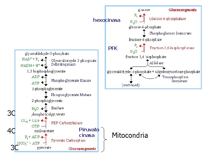 hexocinasa PFK 3 C 4 C 3 C Piruvato cinasa Mitocondria 