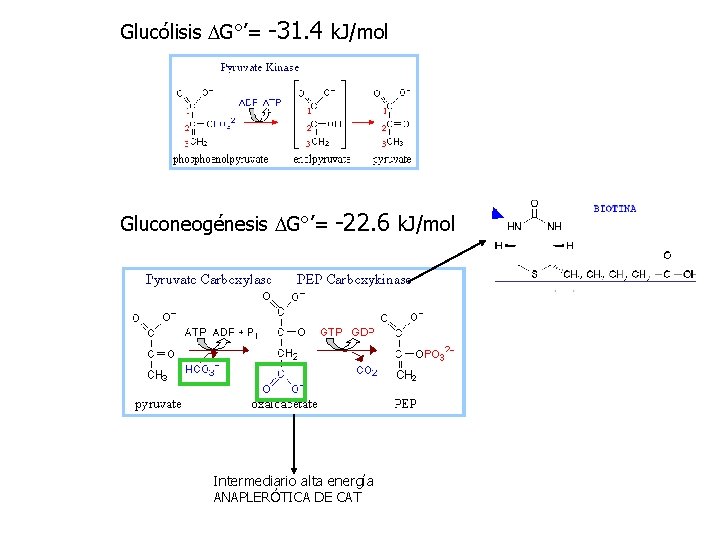 Glucólisis DG°’= -31. 4 k. J/mol Gluconeogénesis DG°’= -22. 6 k. J/mol Intermediario alta
