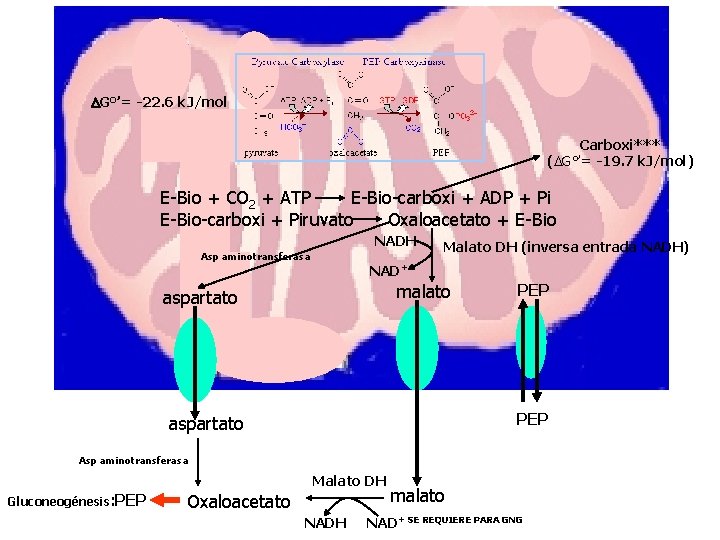 DG°’= -22. 6 k. J/mol Carboxi*** (DG°’= -19. 7 k. J/mol) E-Bio + CO