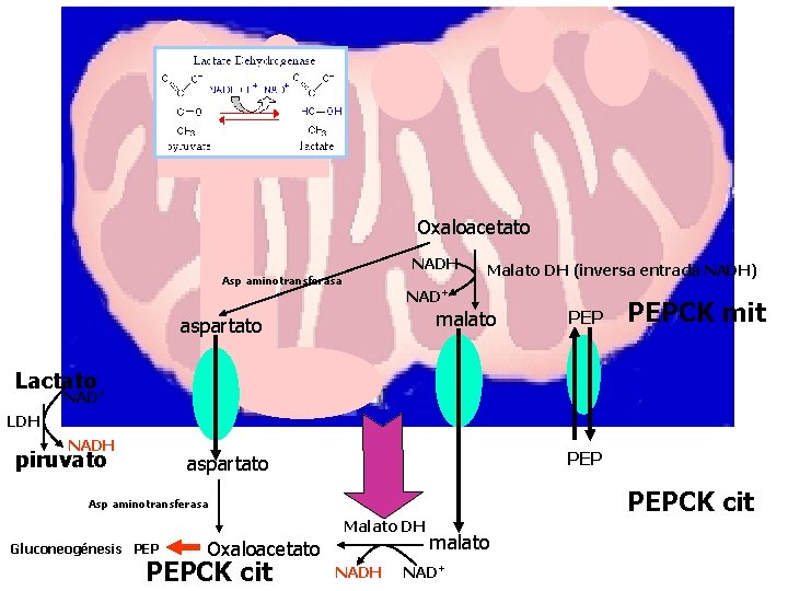 Oxaloacetato NADH Asp aminotransferasa Malato DH (inversa entrada NADH) NAD+ malato aspartato PEPCK mit
