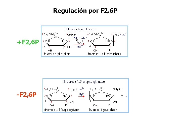 Regulación por F 2, 6 P +F 2, 6 P -F 2, 6 P