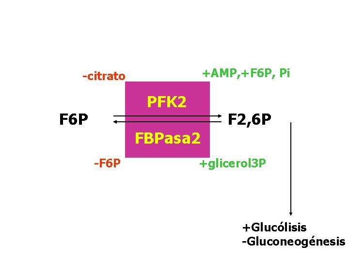 +AMP, +F 6 P, Pi -citrato PFK 2 F 6 P FBPasa 2 -F