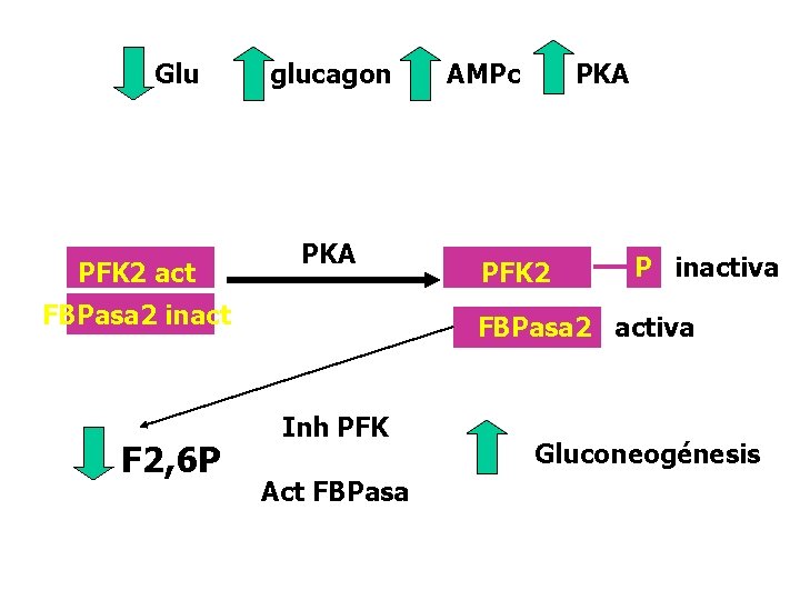 Glu PFK 2 act glucagon PKA FBPasa 2 inact F 2, 6 P AMPc