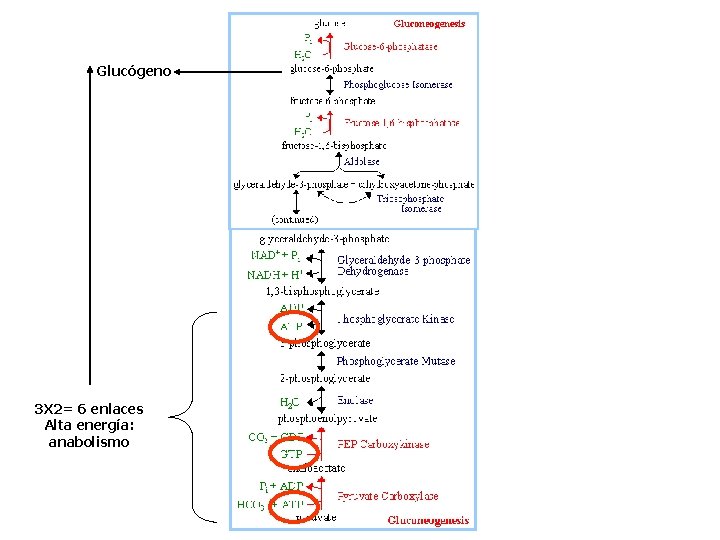 Glucógeno 3 X 2= 6 enlaces Alta energía: anabolismo 