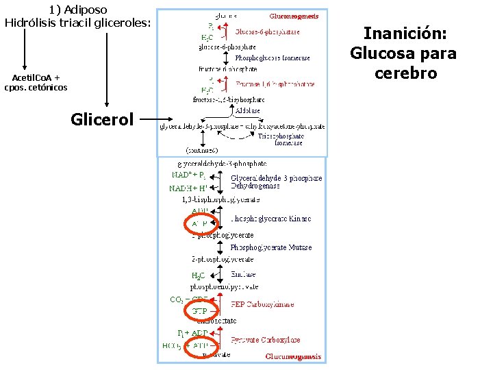 1) Adiposo Hidrólisis triacil gliceroles: Acetil. Co. A + cpos. cetónicos Glicerol Inanición: Glucosa