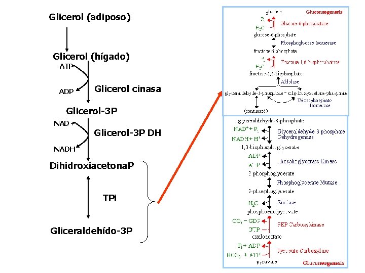 Glicerol (adiposo) Glicerol (hígado) ATP ADP Glicerol cinasa Glicerol-3 P NAD+ Glicerol-3 P DH