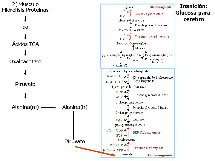 2) Músculo Hidrólisis Proteínas Inanición: Glucosa para cerebro aa Ácidos TCA Oxaloacetato Piruvato Alanina(m)