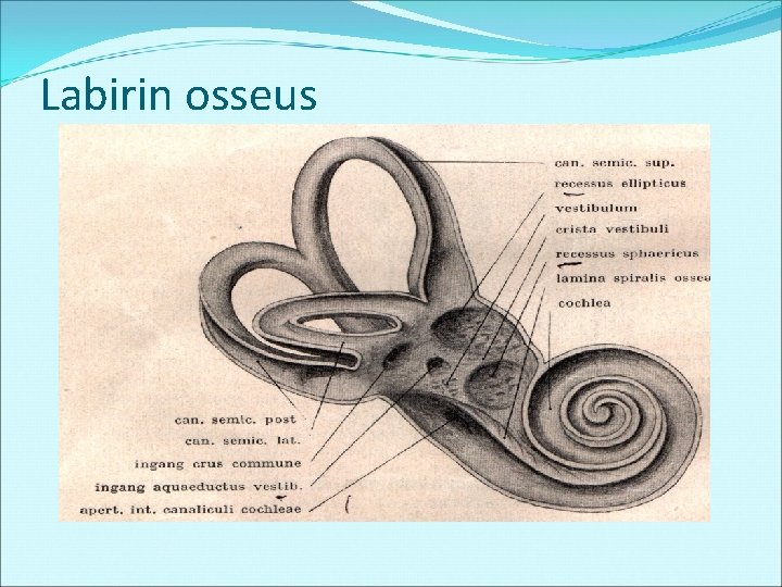 Labirin osseus 