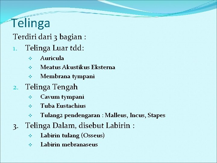 Telinga Terdiri dari 3 bagian : 1. Telinga Luar tdd: v v v Auricula