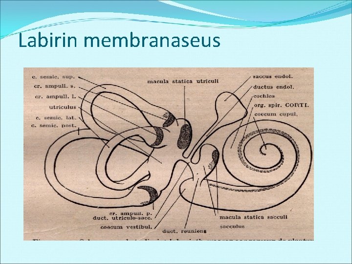 Labirin membranaseus 