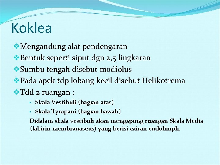 Koklea v. Mengandung alat pendengaran v. Bentuk seperti siput dgn 2, 5 lingkaran v.