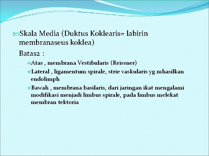  Skala Media (Duktus Koklearis= labirin membranaseus koklea) Batas 2 : v. Atas ,