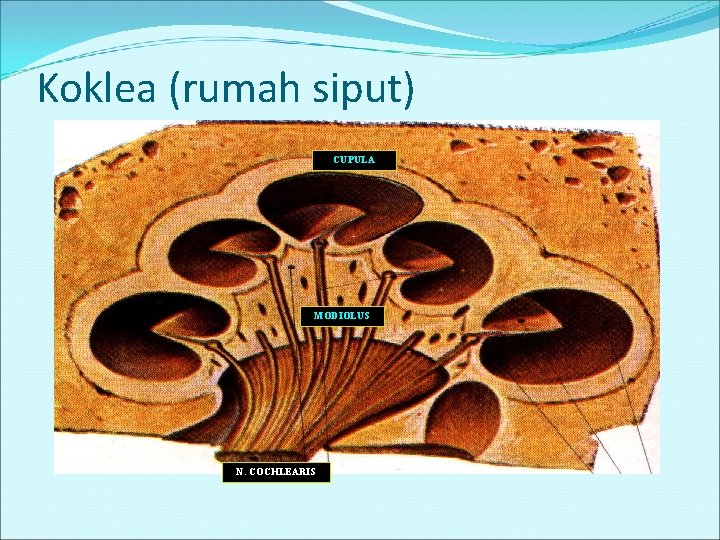 Koklea (rumah siput) CUPULA MODIOLUS N. COCHLEARIS 