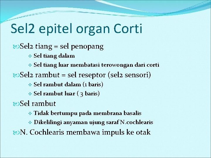 Sel 2 epitel organ Corti Sel 2 tiang = sel penopang Sel tiang dalam