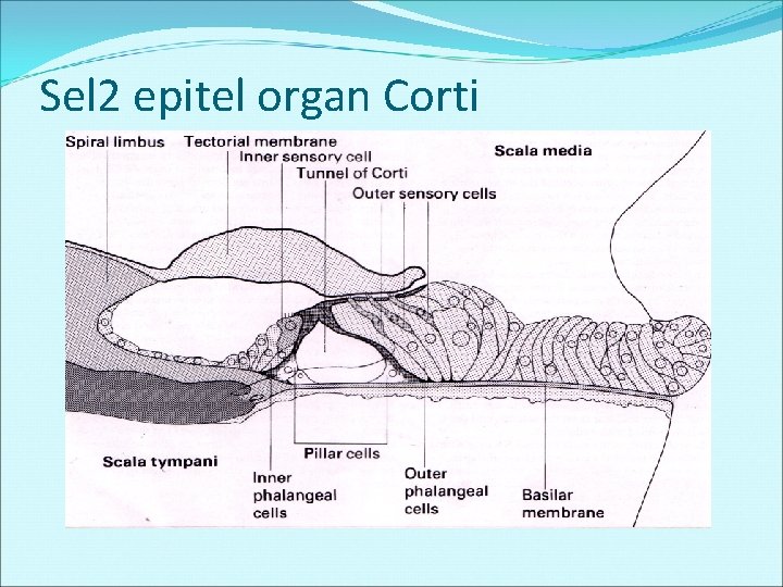 Sel 2 epitel organ Corti 