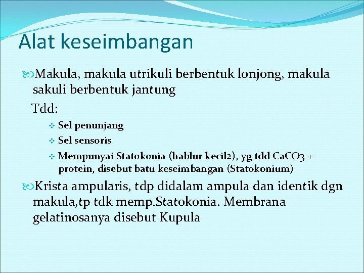 Alat keseimbangan Makula, makula utrikuli berbentuk lonjong, makula sakuli berbentuk jantung Tdd: Sel penunjang