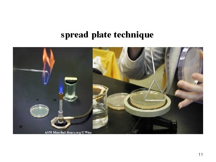 spread plate technique 11 