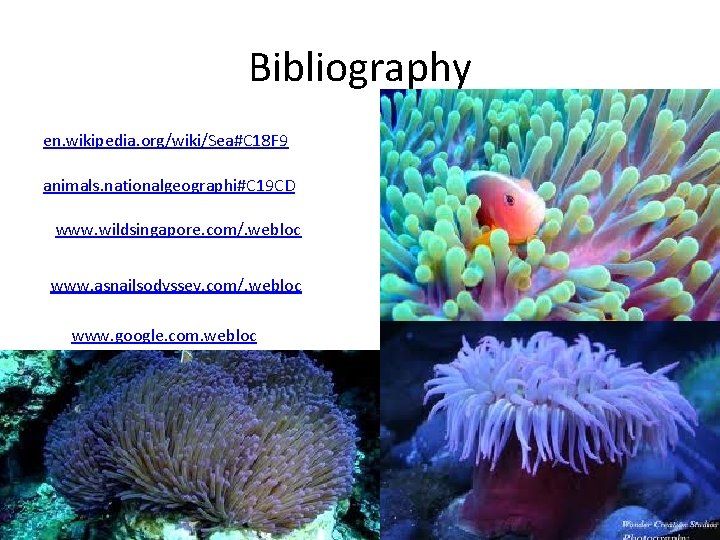 Bibliography en. wikipedia. org/wiki/Sea#C 18 F 9 animals. nationalgeographi#C 19 CD www. wildsingapore. com/.