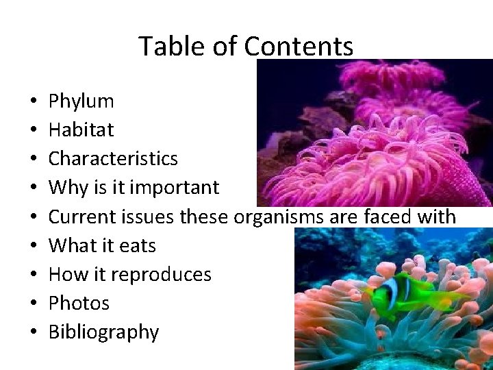 Table of Contents • • • Phylum Habitat Characteristics Why is it important Current