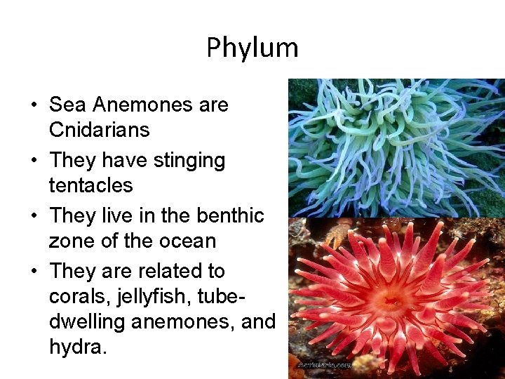 Phylum • Sea Anemones are Cnidarians • They have stinging tentacles • They live