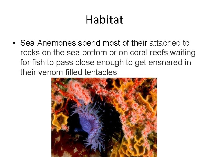 Habitat • Sea Anemones spend most of their attached to rocks on the sea
