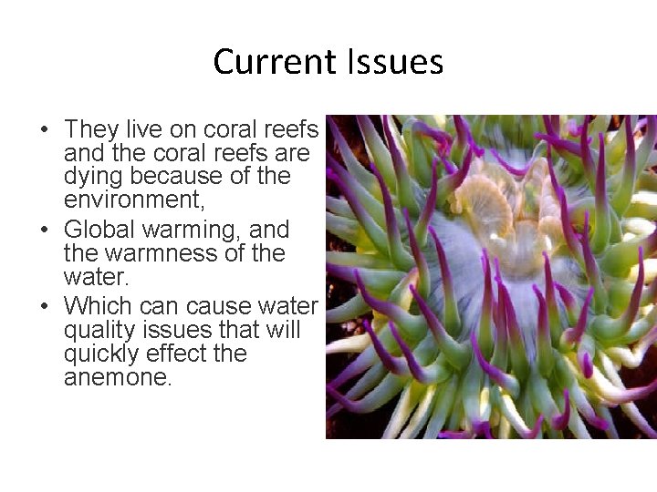 Current Issues • They live on coral reefs and the coral reefs are dying