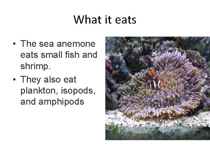 What it eats • The sea anemone eats small fish and shrimp. • They