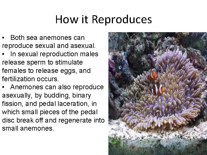 How it Reproduces • Both sea anemones can reproduce sexual and asexual. • In