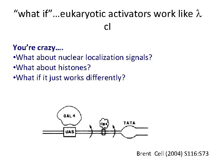 “what if”…eukaryotic activators work like l c. I You’re crazy…. • What about nuclear