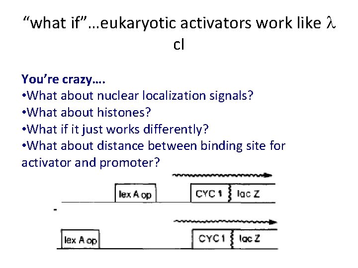 “what if”…eukaryotic activators work like l c. I You’re crazy…. • What about nuclear