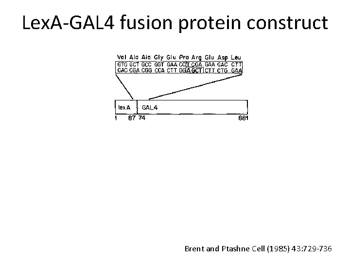 Lex. A-GAL 4 fusion protein construct Brent and Ptashne Cell (1985) 43: 729 -736