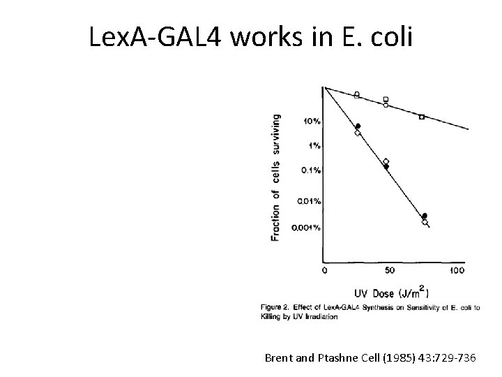 Lex. A-GAL 4 works in E. coli Brent and Ptashne Cell (1985) 43: 729