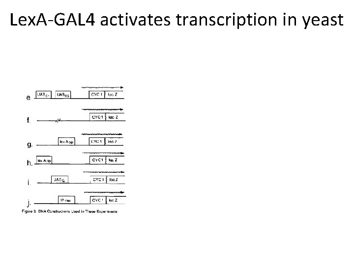 Lex. A-GAL 4 activates transcription in yeast 
