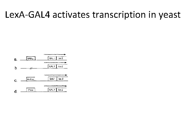 Lex. A-GAL 4 activates transcription in yeast 