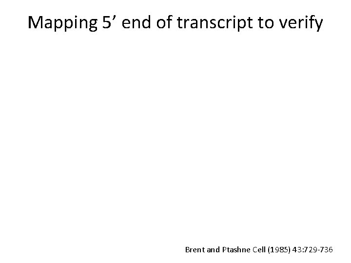 Mapping 5’ end of transcript to verify Brent and Ptashne Cell (1985) 43: 729