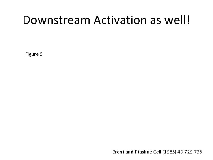 Downstream Activation as well! Figure 5 Brent and Ptashne Cell (1985) 43: 729 -736