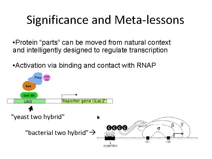 Significance and Meta-lessons • Protein “parts” can be moved from natural context and intelligently