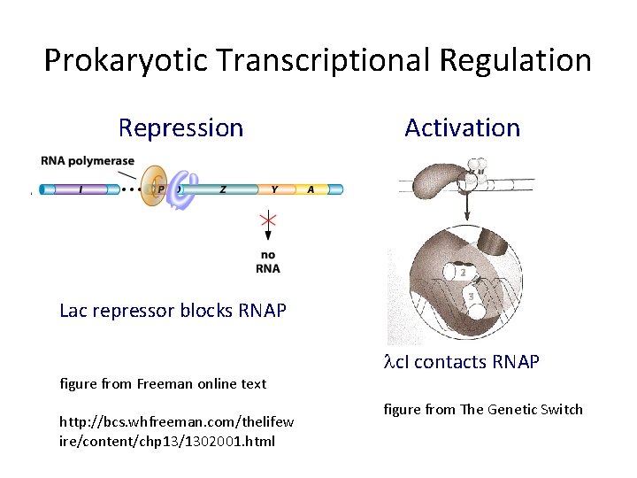Prokaryotic Transcriptional Regulation Repression Activation Lac repressor blocks RNAP figure from Freeman online text